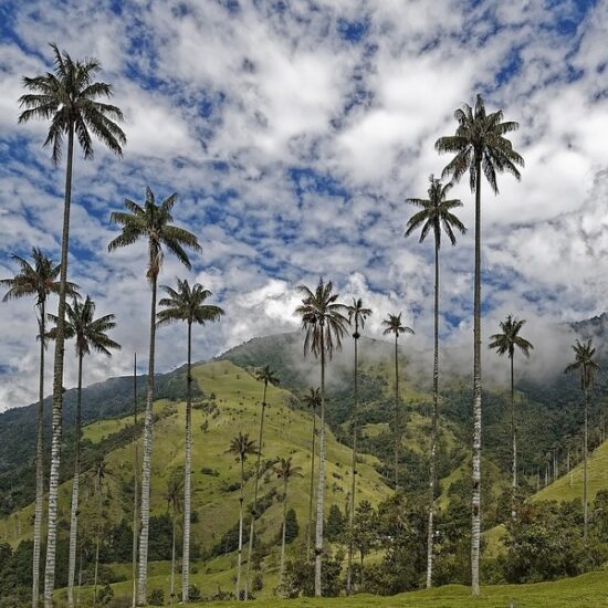 Valle Cocora, Colombia