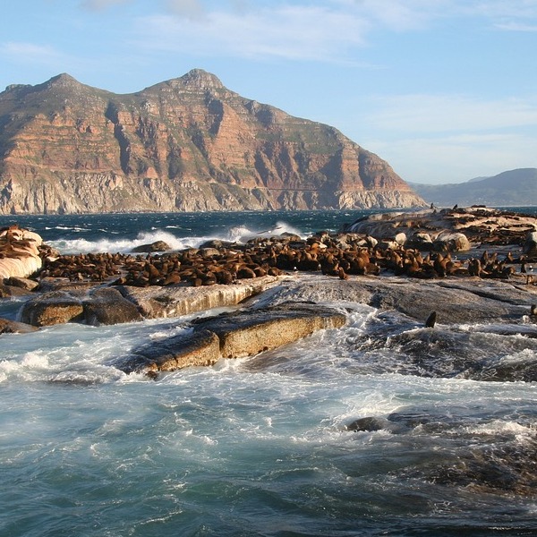 Duiker Island Sudafrica costa.